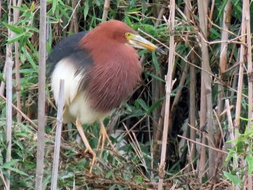 住之江公園の鳥