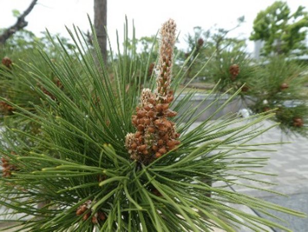 クロマツ（黒松） - 大阪府営4公園ポータル いこいこ! おおさかの公園