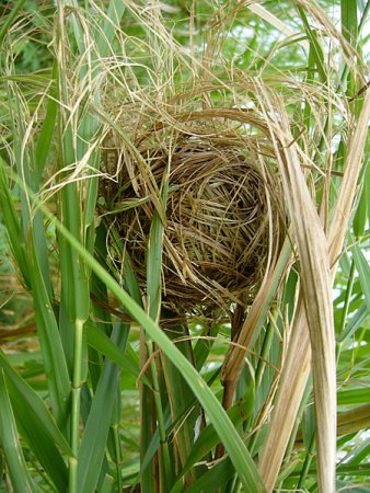 カヤネズミの巣 - 大阪府営4公園ポータル いこいこ! おおさかの公園