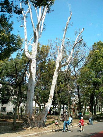 ユーカリ - 大阪府営4公園ポータル いこいこ! おおさかの公園