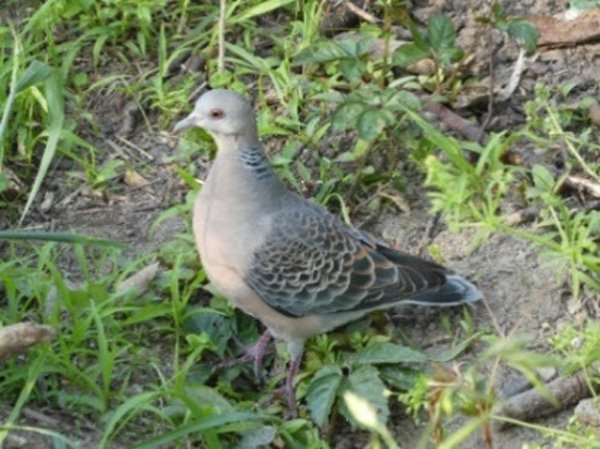 キジバト - 大阪府営4公園ポータル いこいこ! おおさかの公園