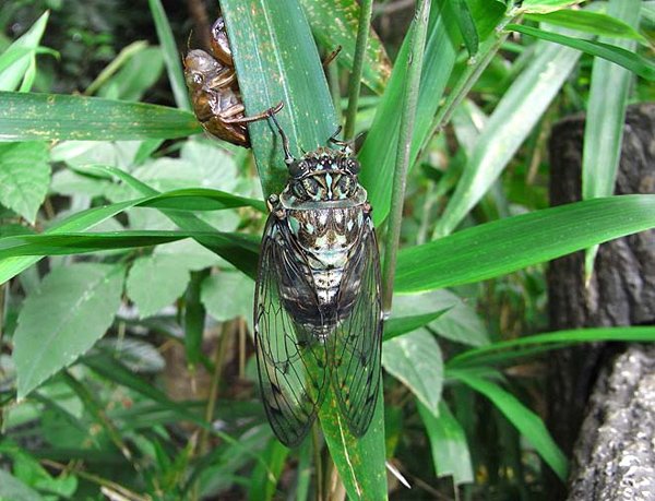 ミンミンゼミ - 大阪府営4公園ポータル いこいこ! おおさかの公園