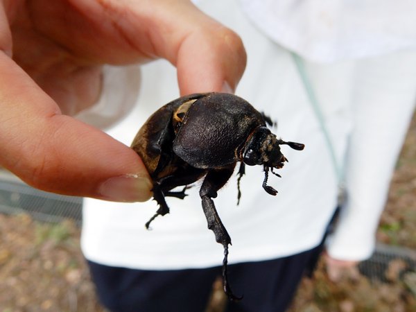 カブトムシ雌 - 大阪府営4公園ポータル いこいこ! おおさかの公園
