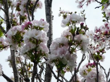 アマノカワ（天の川）