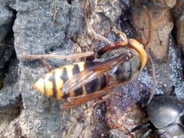 キオビホオナガスズメバチ