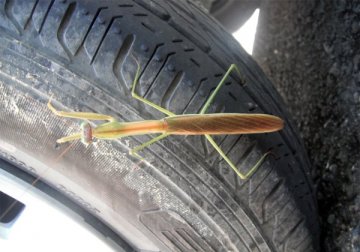 チョウセンカマキリ