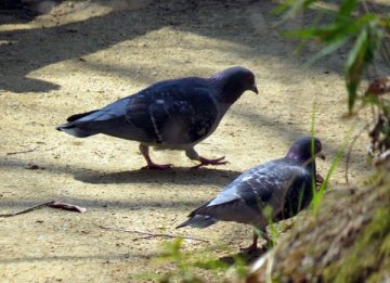 カワラバト