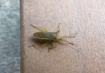 ミナミトゲヘリカメムシ