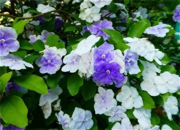 ニオイバンマツリ（匂蕃茉莉）
