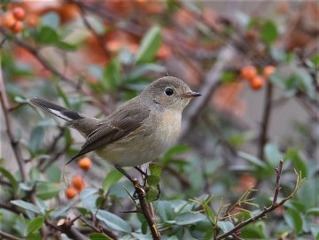 住吉公園の鳥