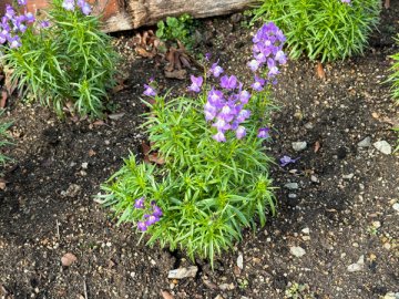 住之江公園　冬の花