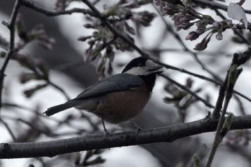 ヤマガラ