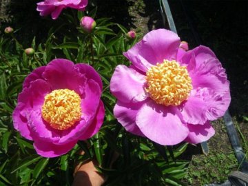 肥後芍薬（早春）