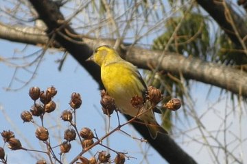マヒワ（オス）
