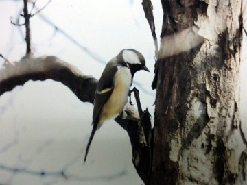 シジュウカラ