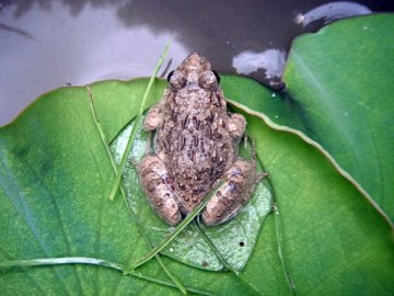 ヌマガエル