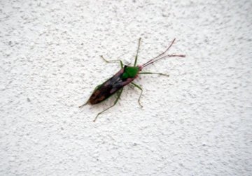 オオクモヘリカメムシ