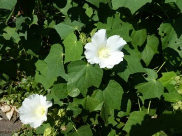 フヨウ（芙蓉）