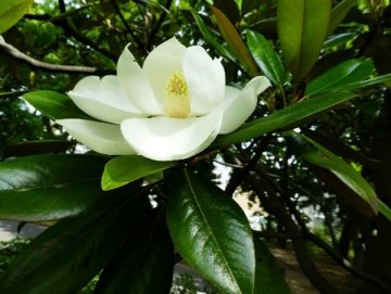 タイサンボク（泰山木）