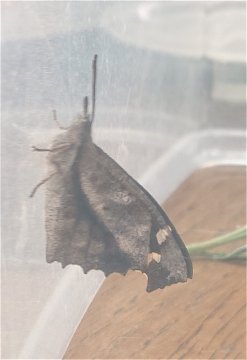 春の昆虫