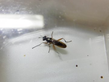 ヒゲナガヤチバエ