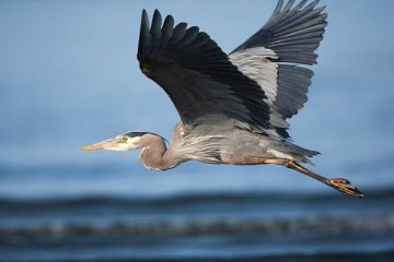 アオサギ