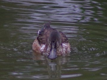 ハシビロガモ