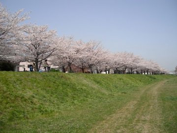 ソメイヨシノ