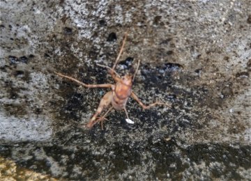 夏の昆虫