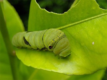 アゲハの幼虫