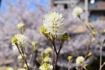 シロバナマンサク（白花満作）