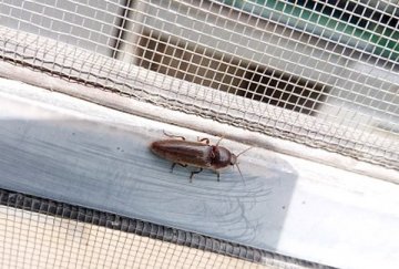 コメツキムシの仲間