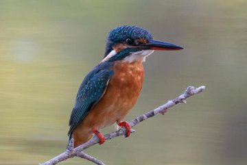 カワセミ
