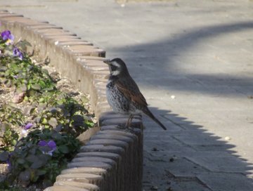 ツグミ