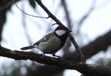 シジュウカラ