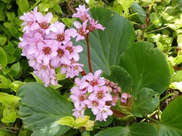 ヒマラヤユキノシタ