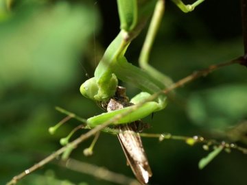ハラビロカマキリ