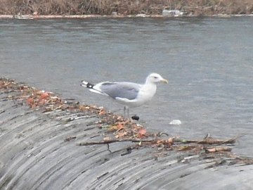 セグロカモメ
