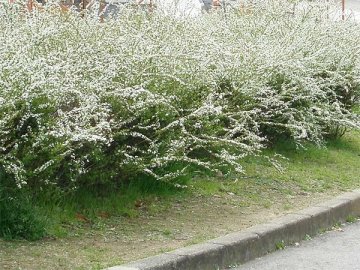 ユキヤナギ