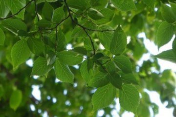 ムクノキ（椋の木）