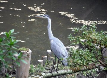 アオサギ