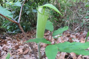 長野公園の春の植物
