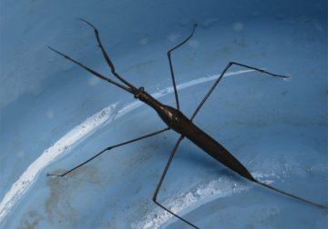ミズカマキリ