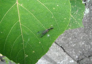 ラクダムシ
