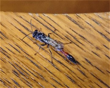 ジガバチ