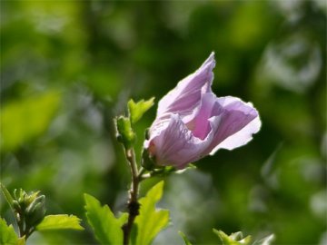 フヨウ（芙蓉）