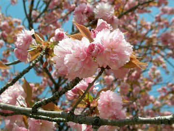 八重ザクラ