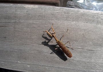 ヒメカマキリ