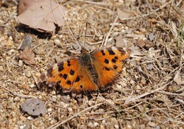 ヒオドシチョウ