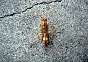 ムモンホソアシナガバチ